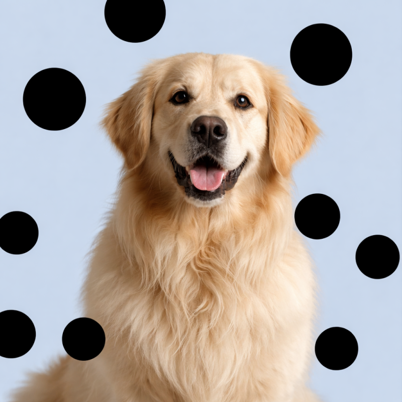 Paté completo per cani adulti