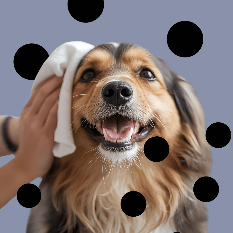 Lingettes LEV pour chiens | Nettoyage des pattes, du museau et des poils