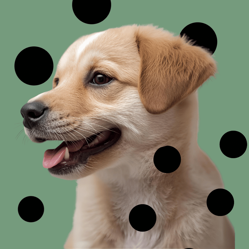 Tappetini igienici per cani e cuccioli LEV