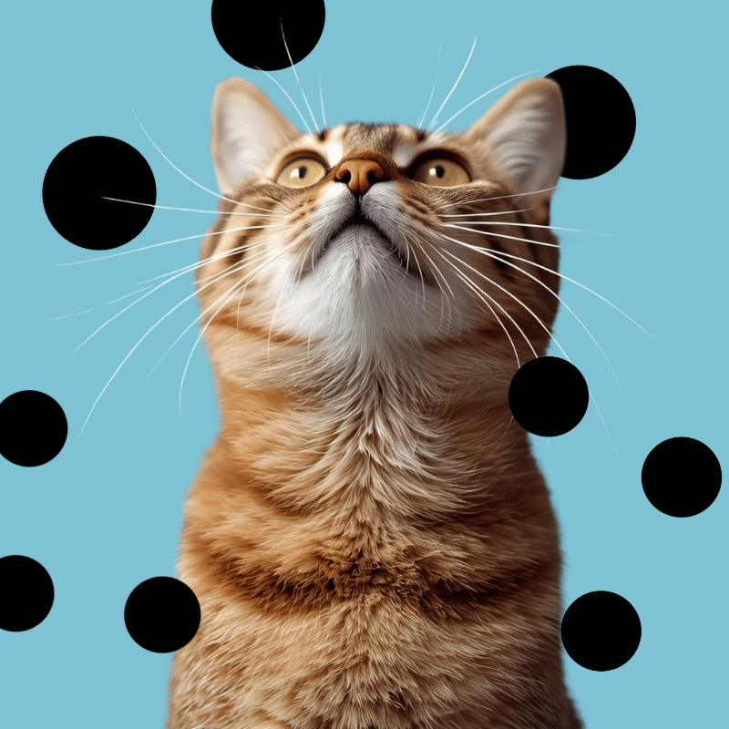 Katzen
