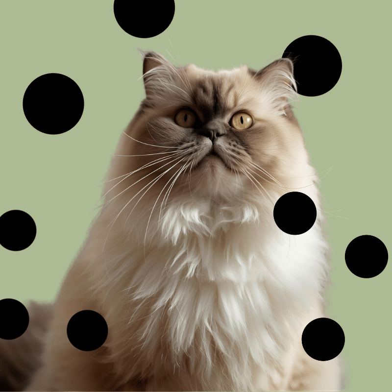 Croquettes pour chat LEV | croquettes 300 g et 1,5 kg