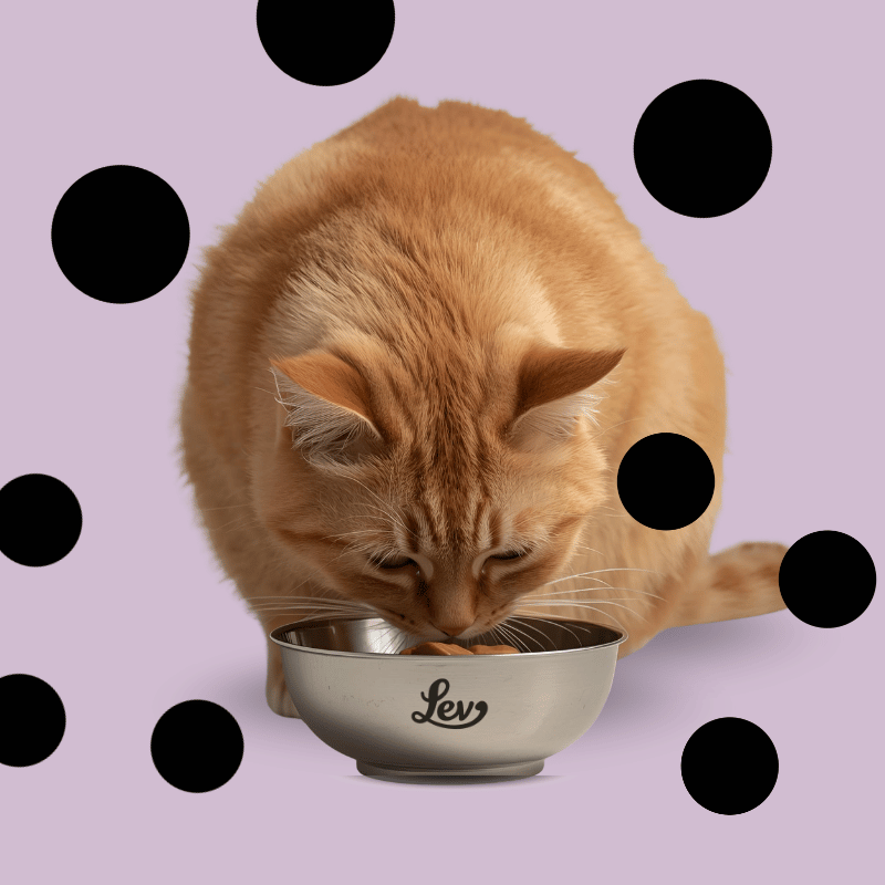 Aliment humide pour chats LEV | Sachets de 60 g et boîtes de 70/140 g